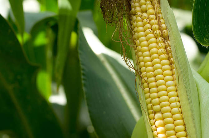 玉米重大病虫害发生动态和下阶段趋势