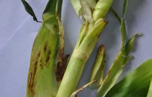 玉米茎基腐病的发病因素