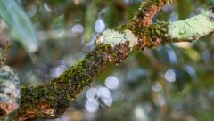 茶树苔藓、地衣的症状与防治